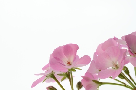Background of the pink geranium