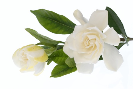 Gardenia of the blooming in doubleの写真素材