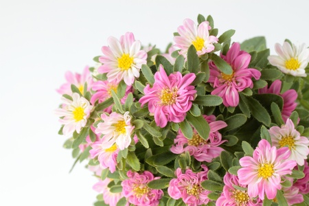 Bouquet of a pretty pink China asterの写真素材