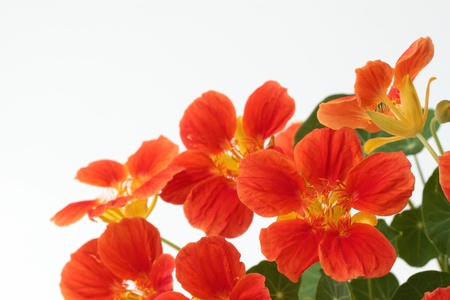 Bright orange nasturtiumの写真素材
