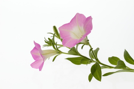 Pretty pink petuniaの写真素材