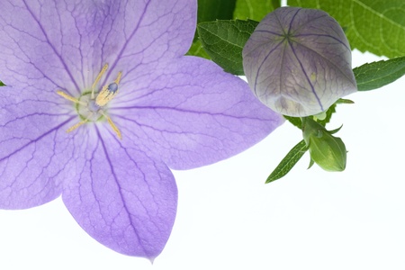 petal and bud of the bellflowerの写真素材