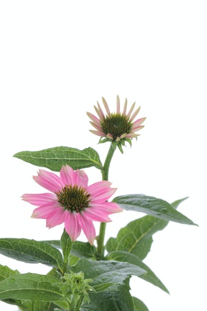 flower and bud of Echinaceaの写真素材