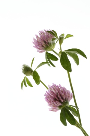Pretty Trifolium pratenseの写真素材
