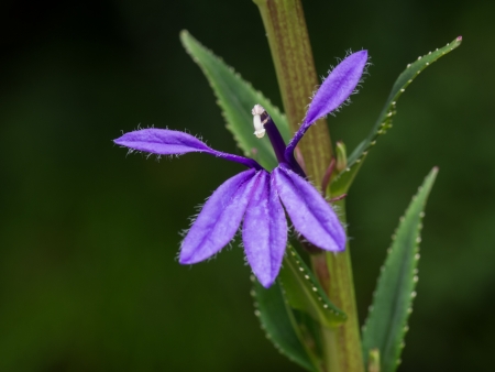 Bluish violet lobelia of the fields and mountainsの写真素材