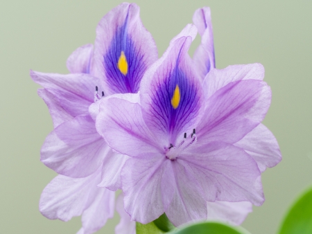 Comon water hyacinth of the thin bluish violetの写真素材