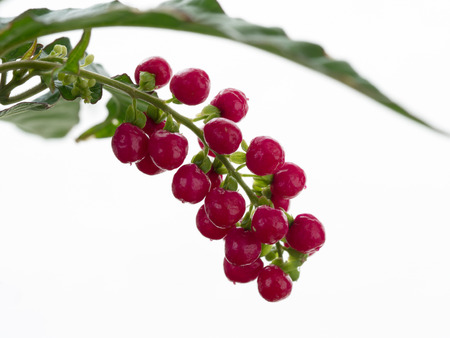 Red fruit of the baby pipperの写真素材