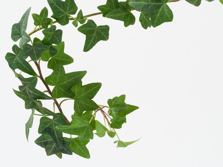 Leaves of green ivyの写真素材