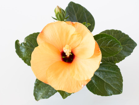 Bright yellow hibiscusの写真素材