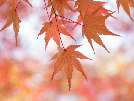 Maple leaf in gentle lightの写真素材