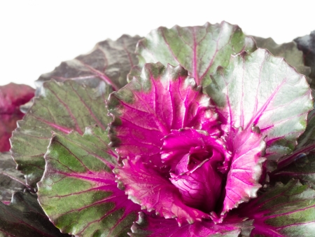 Beautiful ornamental cabbageの写真素材