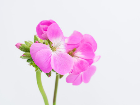 Pretty pink geraniumの写真素材