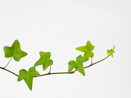Green ivy leaf - Pittsburghの写真素材