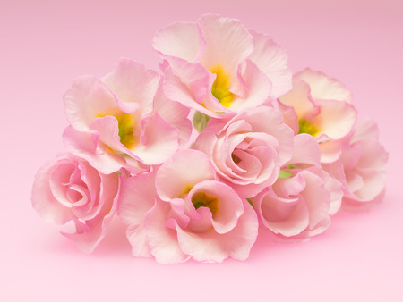 Bouquet of pretty primroseの写真素材