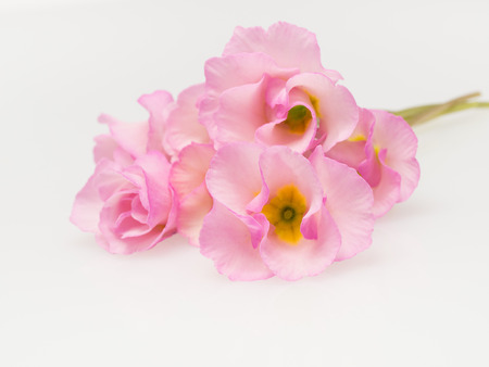 Bouquet of pretty primroseの写真素材