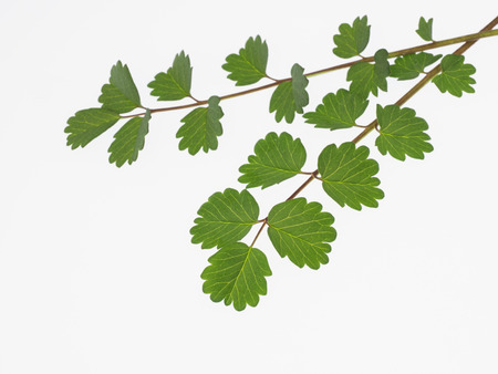 Green Salad Burnetの写真素材