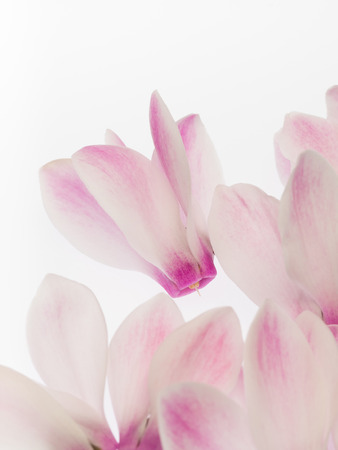 Light pink-colored cyclamenの写真素材