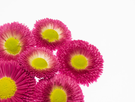 Pretty red daisyの写真素材