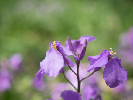 Purple Orychophragmus Violaceusの写真素材