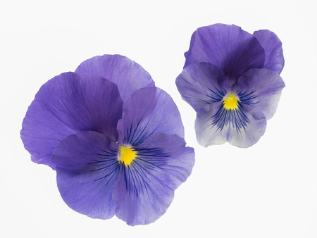 Beautiful bluish violet pansyの写真素材