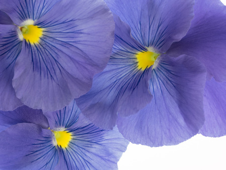 Beautiful bluish violet pansyの写真素材