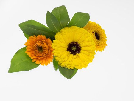 Natural pot Marigoldの写真素材