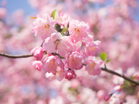 Flowering crab apple in full bloom