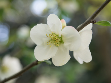 Beautiful white Japanese quinceの写真素材