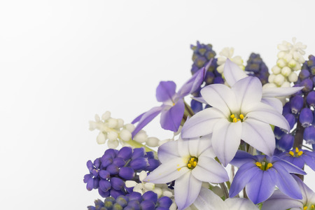 Spring starflower and Grape hyacinthの写真素材