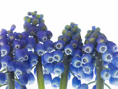 Purple grape hyacinthの写真素材