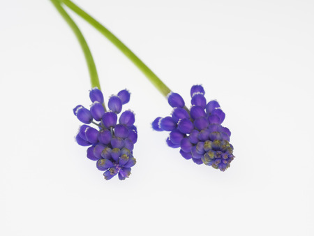 Purple grape hyacinthの写真素材