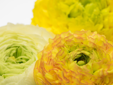 Beautiful ranunculus
