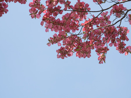 Blue sky and American dogwoodの写真素材