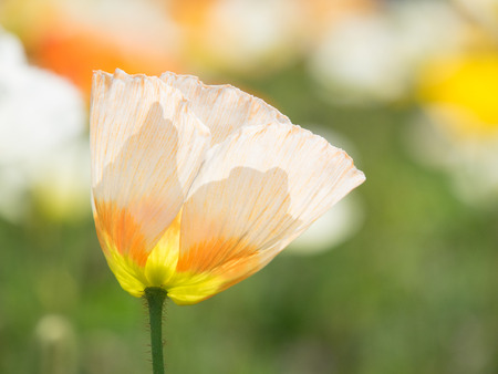 Lovely Iceland poppyの写真素材