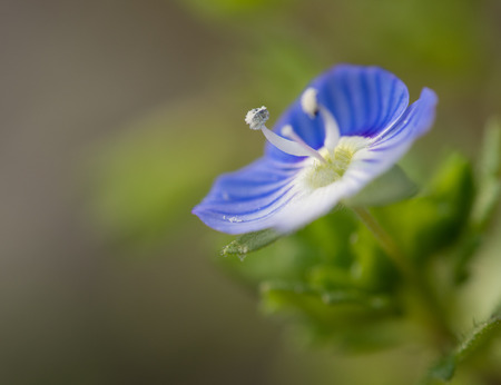 Veronica persica of the fieldの写真素材