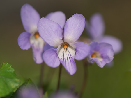 Violet of the fieldの写真素材