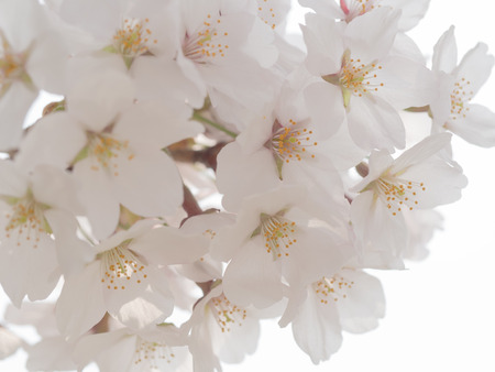 white cherry blossomの写真素材