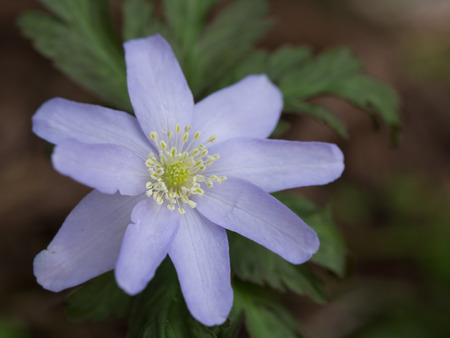 Wild Anemone pseudoaltaica _ endangered speciesの写真素材