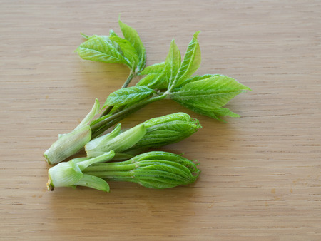Japanese edible wild plant_Bud of the Acanthopanax sciadophylloidesの写真素材