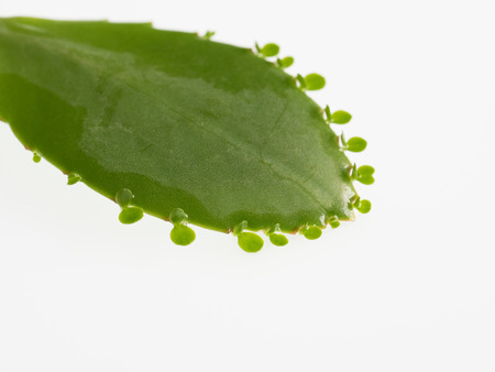 The mother leaf that the bud appears from a leafの写真素材