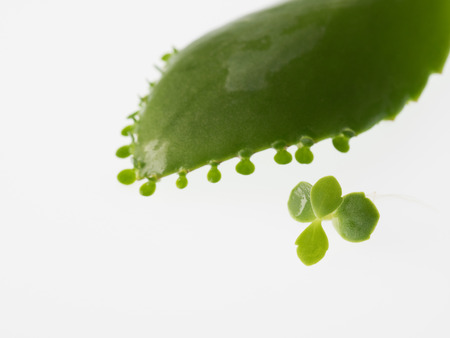 The mother leaf that the bud appears from a leaf,の写真素材