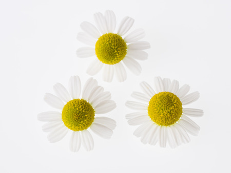 Pretty herb Chamomile on white backの写真素材