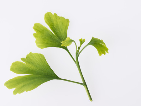 The sprouting of the maidenhair treeの写真素材
