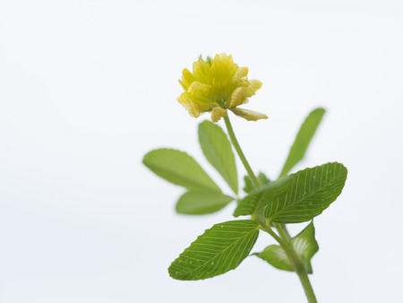 Pretty small hop trefoil of the fieldの写真素材
