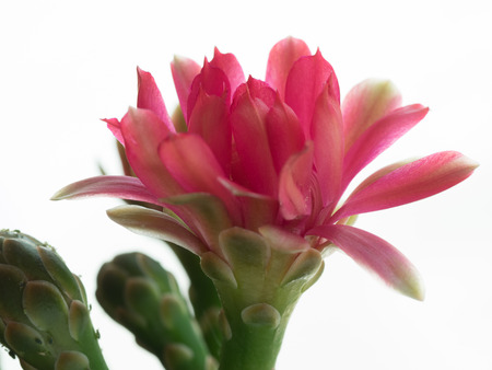 Bright red cactus flower isolated on  white backgroundの写真素材