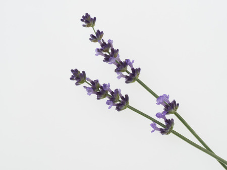 Beautiful purple lavender isolated on white backgroundの写真素材