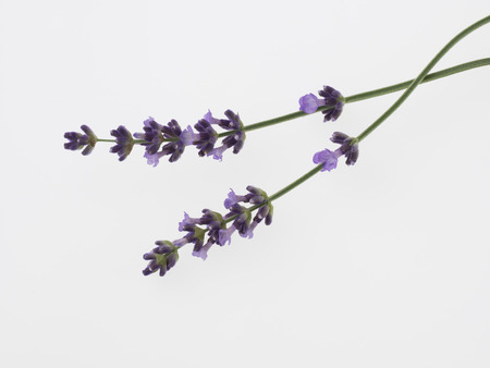 Beautiful purple lavender isolated on white backgroundの写真素材