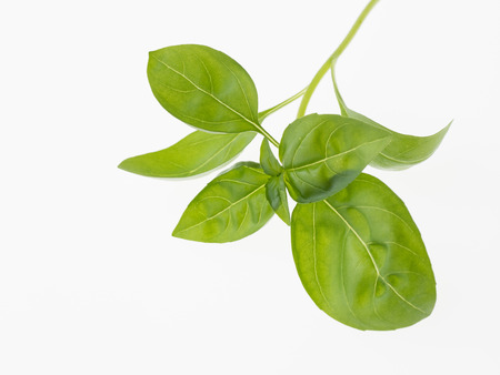 Fresh green basil isolated on white backgroundの写真素材