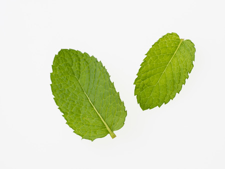 Green apple mint isolated on white backgroundの写真素材