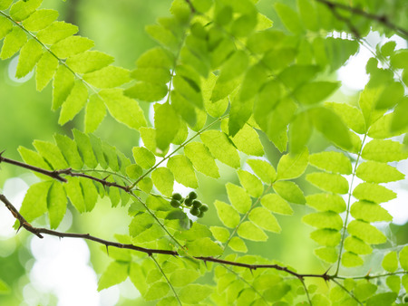 Mountain Japanese pepper In forest of early summerの写真素材